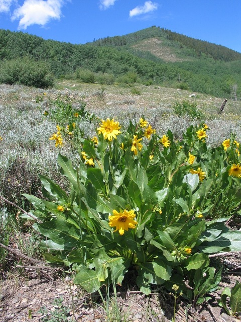 Mule's Ear flowering